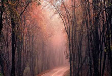 PG Soft Gaming-从板凳末端到全明星：拓荒者新星的破茧成蝶